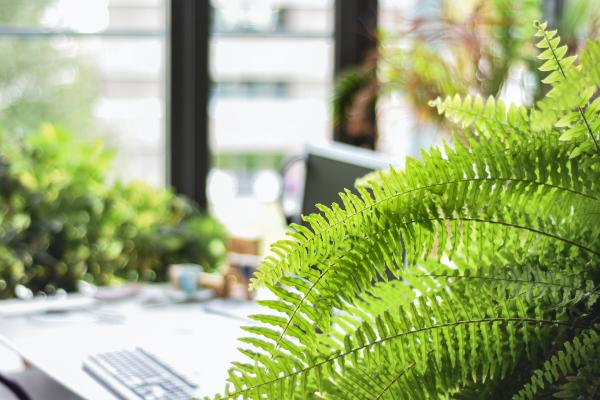 Ways to make your workplace greener